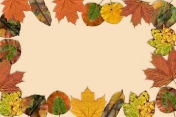autumn leaves frame