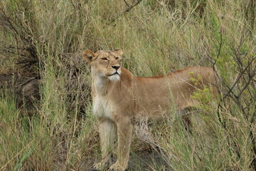 lioness in the grass