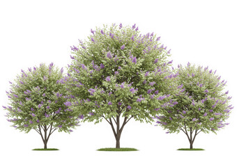 Three blossoming lilac trees isolated on transparent background