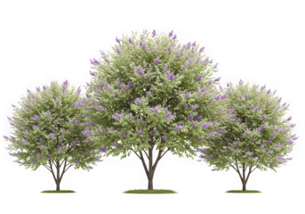 Three blossoming lilac trees isolated on transparent background