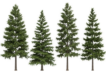 Four realistic fir trees isolated on transparent background