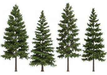 Four realistic fir trees isolated on transparent background