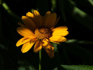 Golden Hues of a Sundrenched Daisy-like Flower on a Dark Background