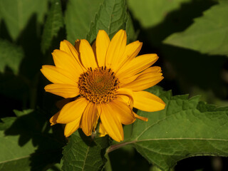 Bright Yellow Daisy-like Flower Bathed in Sunlight with Green Foliage