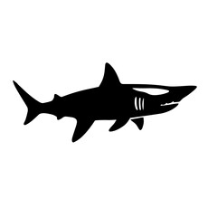shark isolated on white