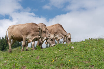 Alpenkühe auf der Weide