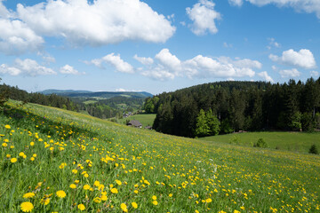Frühling im Schwarzwald
