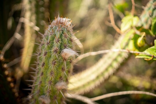 Close-up of a cactus.
