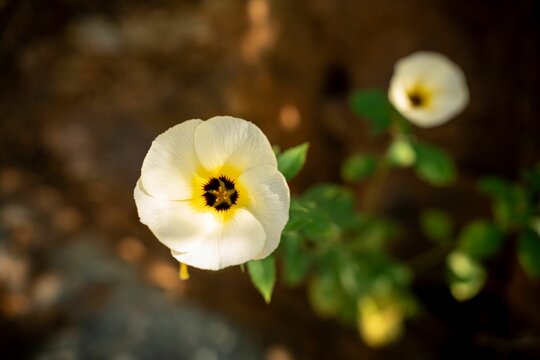 Close-up of a white flower with a yellow center in a garden setting.