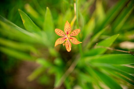 Close-up of a vibrant orange flower with spotted petals.