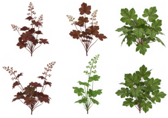 Five isolated heuchera plants on transparent background, showcasing various leaf colors and shapes