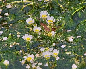 清流に咲く可憐なバイカモ / Dainty Japanese water buttercups Blooming in a Clear Stream