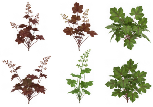Five isolated heuchera plants on transparent background, showcasing various leaf colors and shapes