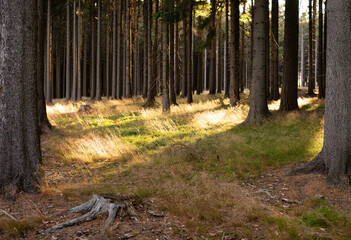 beginning of sunset  in the forest