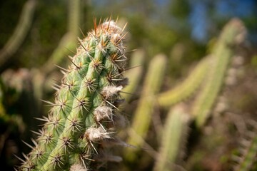 Cactus with Sharp Spines in Desert Landscape