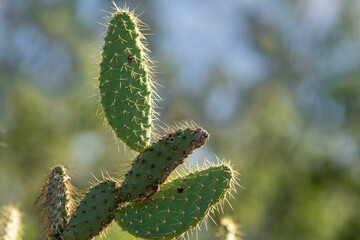 Close-up of a green cactus with spines.