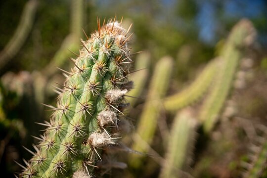 Cactus with Sharp Spines in Desert Landscape - Powered by Adobe
