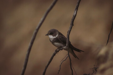 And swallows circling with their shimmering sound