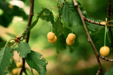 Summer berries. Yellow cherries. Photo 3.