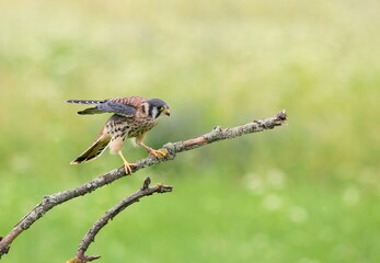kestrel on a branch