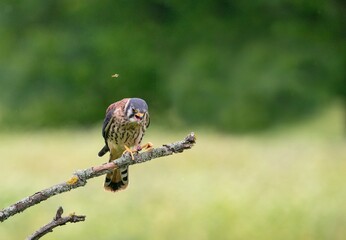 kestrel on a branch