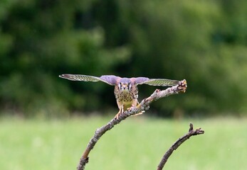 kestrel on a branch