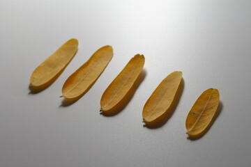 Minimalist composition of five dried yellow leaves arranged in a neat row on a white background....