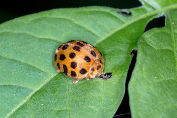 Potato Ladybird (Henosepilachna vigintioctopunctata) - Agricultural Pest Beetle Close-Up
