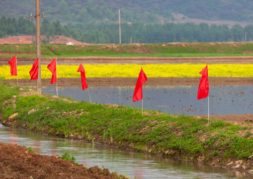 Red flags in a paddy field, South Pyongan, Nampo, North Korea