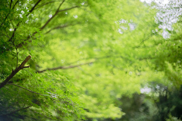 Japanese Maple leaves natural bokeh background