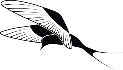vector illustration of a black  and white feathers bird 