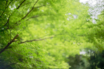 Japanese Maple leaves natural bokeh background