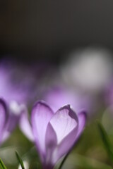 Fototapeta premium A close up of a purple flower with a white center