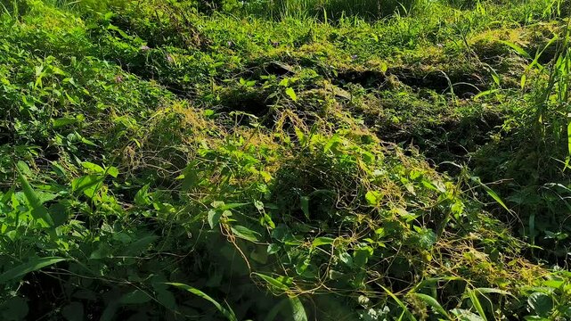 parasitic wild plant Cuscuta