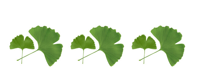 Banner ginkgo biloba leaves pattern on white background.