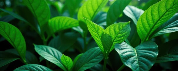Intense green tropical foliage; shadows create dramatic depth , high quality, macro