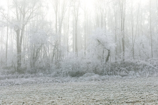 Winter landscape background