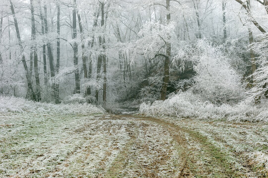 Winter landscape background