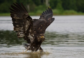 bald eagle