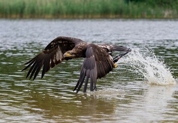 bald eagle