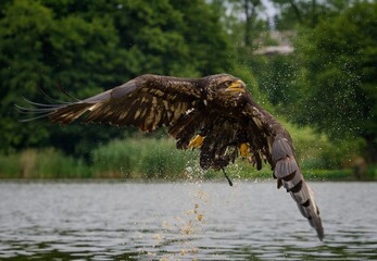 bald eagle