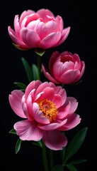 Fototapeta premium Elegant pink peonies, black background, ample space , gift, petals