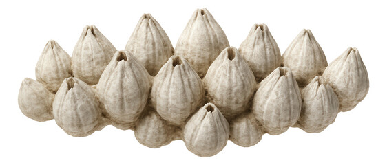 Cluster of barnacles with conical shells and chalky appearance