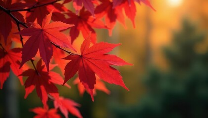 Young maple, vibrant red leaves, autumn scene, autumn, outdoor, scene