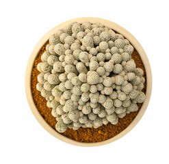 Close-up of a rare cactus with clustered round stems in a white ceramic pot, placed on a wooden...