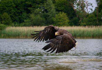 white-tailed eagle