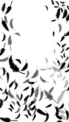 黒い鳥の羽がふわふわと舞う（16:9）縦 Feather Series:Many black bird feathers fluttering