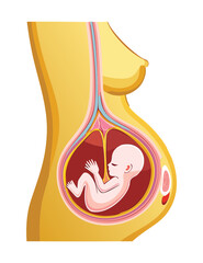 Pregnant Woman Cross Section with Fetus