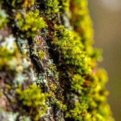 Obraz premium Green Moss and Bark Texture
