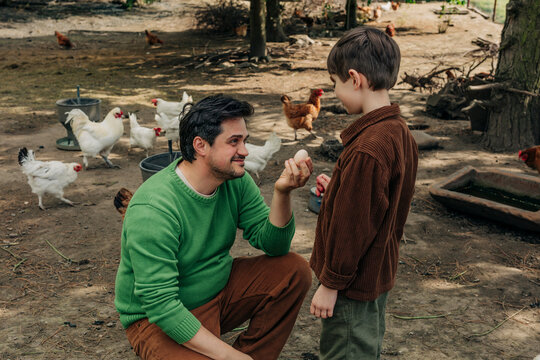 Father and son collecting eggs on a farm with free range chickens